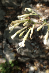 Silene italica