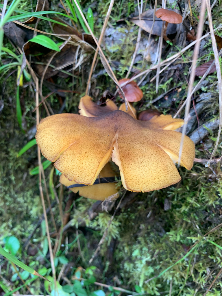 Armillaria luteobubalina · July 2025 · photo: © celadonfern (iNaturalist, cc-by)
