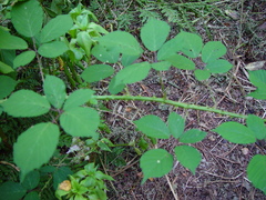 Rubus rubritinctus