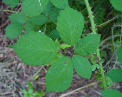 Rubus rubritinctus