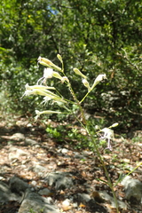 Silene italica