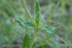 Veronica orsiniana