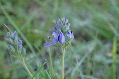 Veronica orsiniana