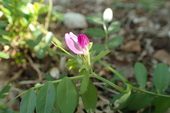 Vicia sativa nigra