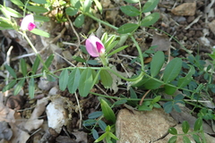 Vicia sativa nigra
