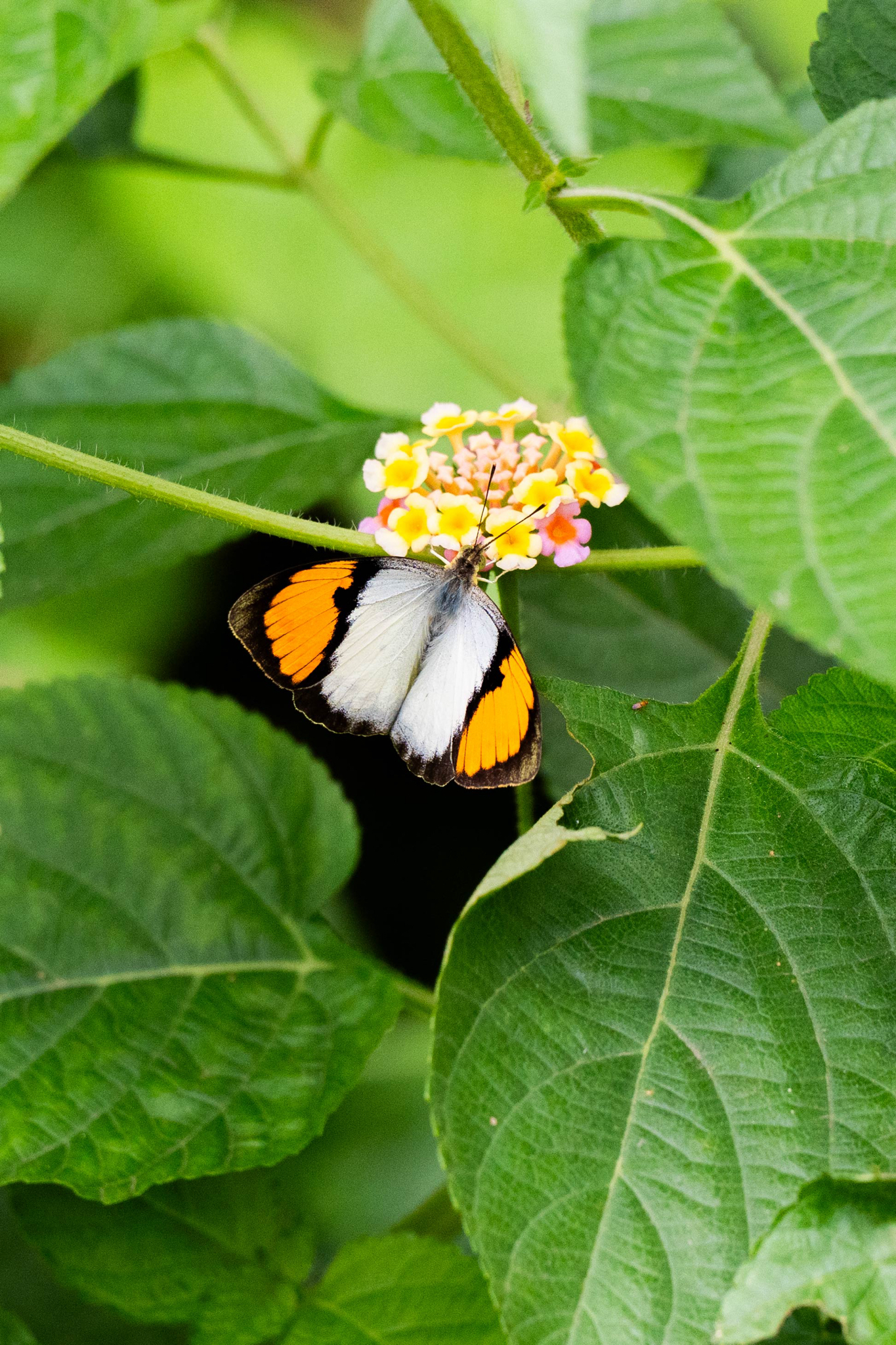 White Orange-Tip