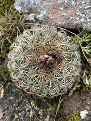 Coryphantha retusa
