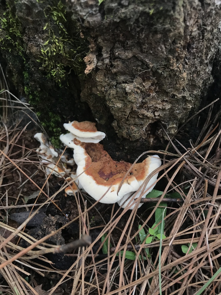 Ganoderma sessile from Tapalpa, JAL, MX on October 6, 2019 at 12:21 PM ...