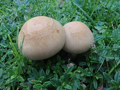 Cortinarius anomalus