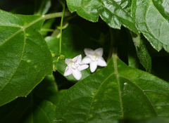 Jacquemontia paniculata