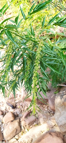 False Hemp (Datisca cannabina)