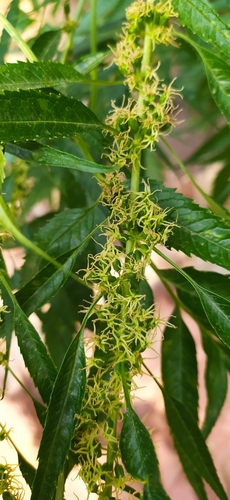 Datisca cannabina, photograph 3