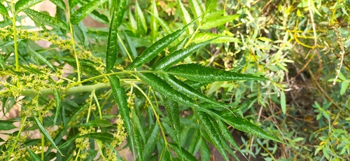 Datisca cannabina, photograph 4