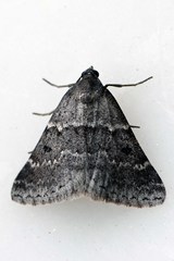 Dichromodes mesodonta