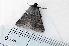 Dichromodes mesodonta