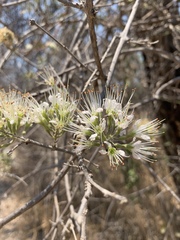 Combretum mossambicense