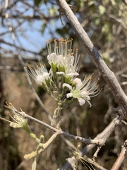 Combretum mossambicense