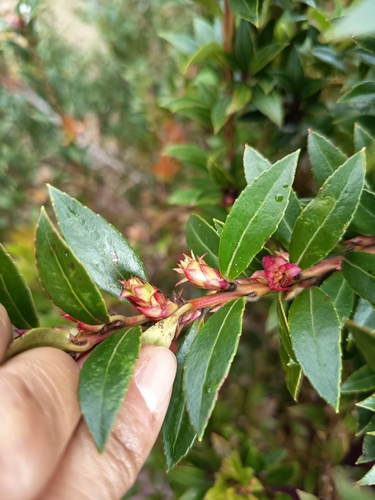 Vaccinium meridionale, photograph 6