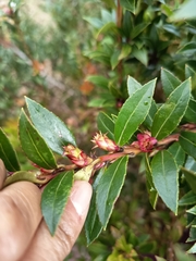 Vaccinium meridionale, photograph (c) marthayolimapardodiaz, some rights reserved (CC BY)