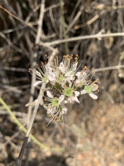 Combretum mossambicense