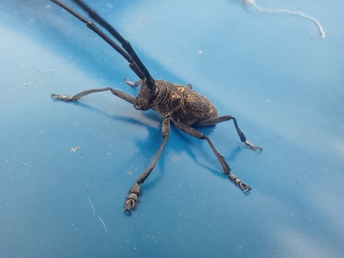 Black Pine Sawyer Beetle, Ленинск, Челябинская обл., Россия, 456384, photo 7 of 10