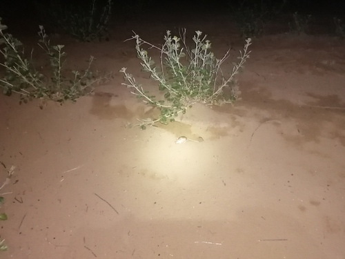 Western Midday Jird (Meriones penicilliger) — Data Deficient Mammalia