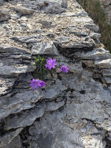 Campanula oreadum