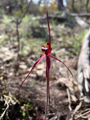 Caladenia clavescens