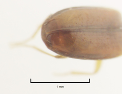 Pericompsus australis