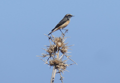 Oenanthe cypriaca