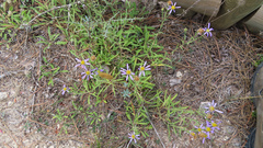 Galatella aragonensis