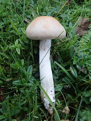 Cortinarius anomalus