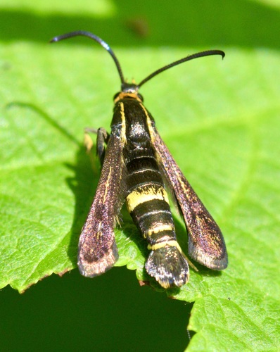 Boneset Borer Moth photo 2