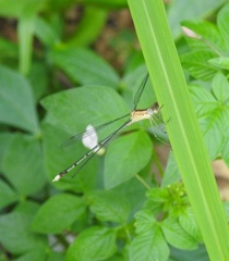 Lestes elatus