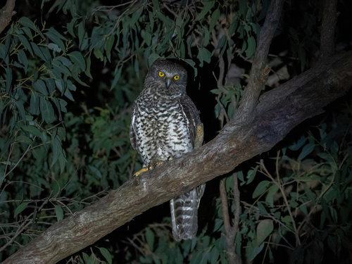 View observation of {o.common_name} on iNaturalist