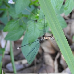 Lestes elatus