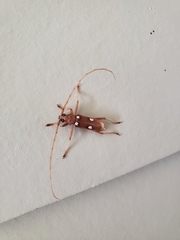 Eburia quadrigeminata