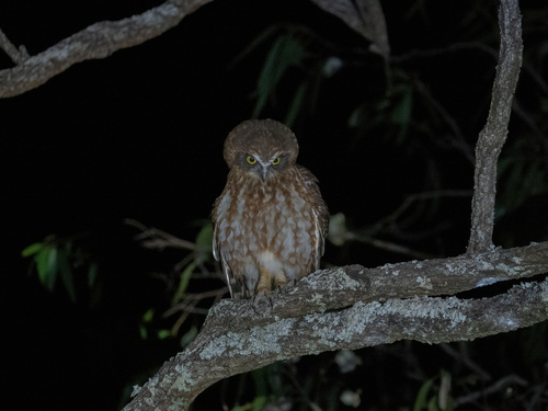 View observation of {o.common_name} on iNaturalist