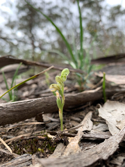 Pterostylis cycnocephala