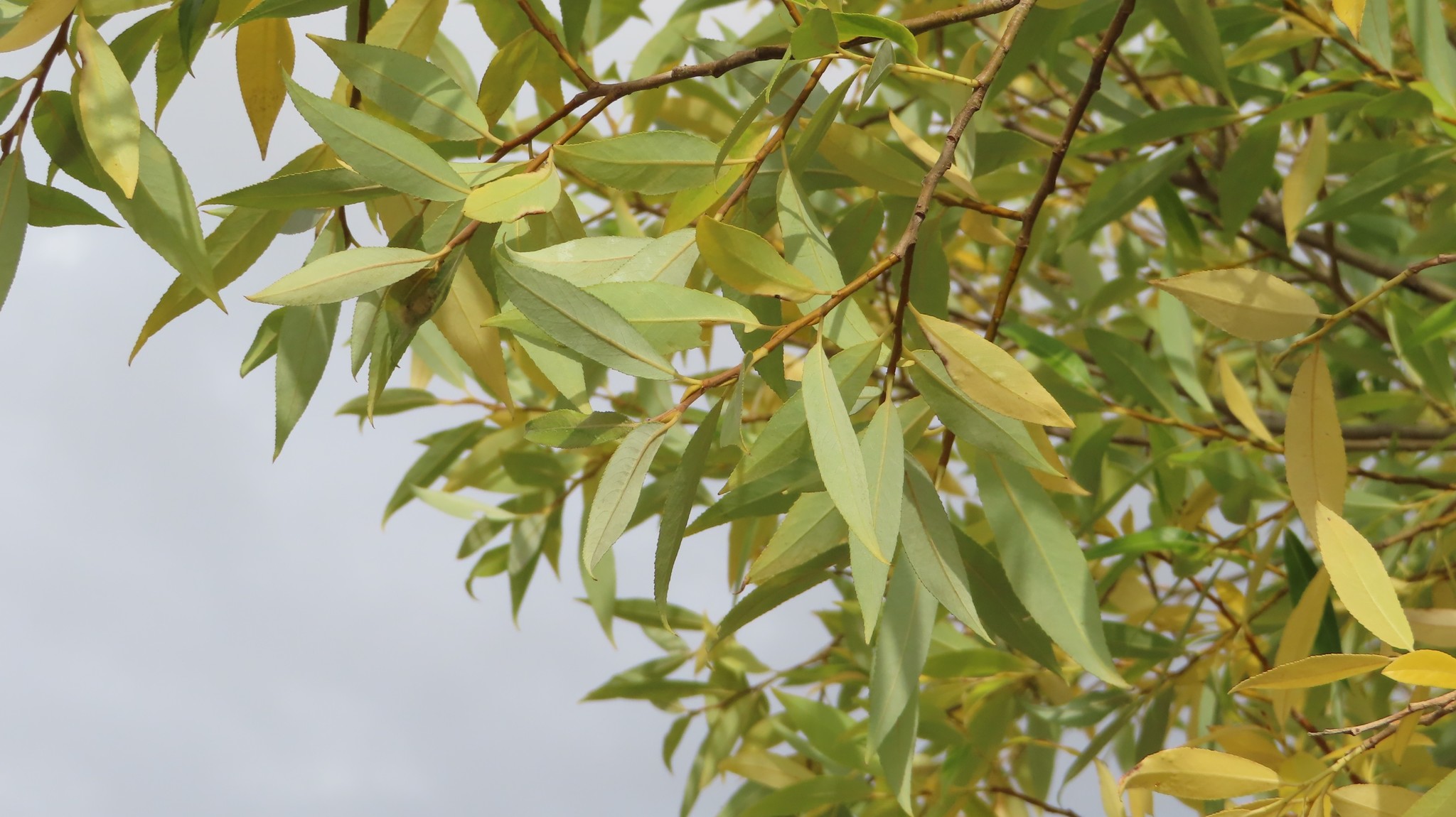 Salix fragilis