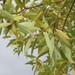 Hybrid Crack Willow - Photo (c) Felipe Castilla Lattke, some rights reserved (CC BY-NC), uploaded by Felipe Castilla Lattke