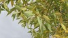 Hybrid Crack Willow - Photo (c) Felipe Castilla Lattke, some rights reserved (CC BY-NC), uploaded by Felipe Castilla Lattke