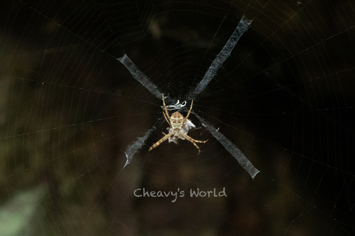 Small Cross Spider
