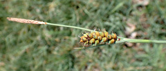 Carnation Sedge (Carex panicea)