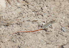 Acanthodactylus schreiberi