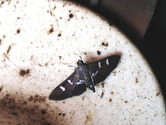 Desmia ploralis