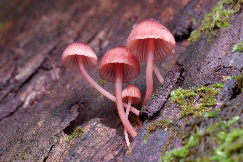 Mycena kuurkacea