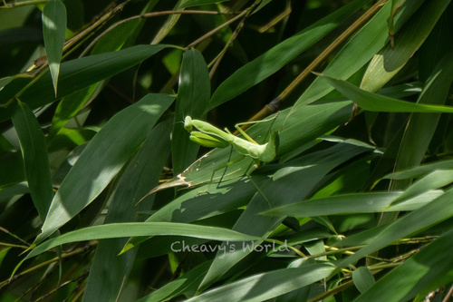 Chinese Reddish Mantis