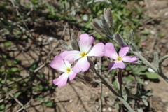 Matthiola