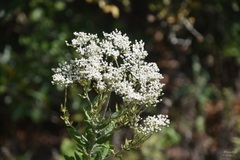 Micrantha